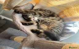 Mixed Breed cats for sale: Beautiful Long-Haired Mixed Breed Kittens 2 Boys - Image 2