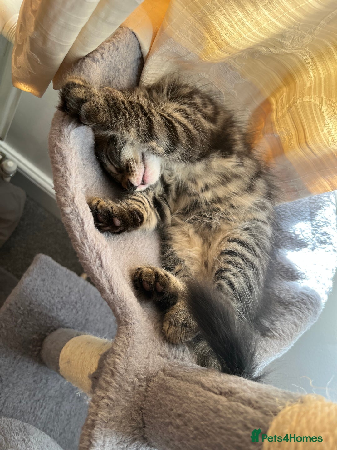 Mixed Breed cats for sale: Beautiful Long-Haired Mixed Breed Kittens 2 Boys - Image 2