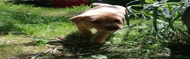 Labrador Retriever Puppy 2