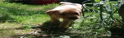 Labrador Retriever dogs for sale: Red lab dog pups from working stock  - Advert 7