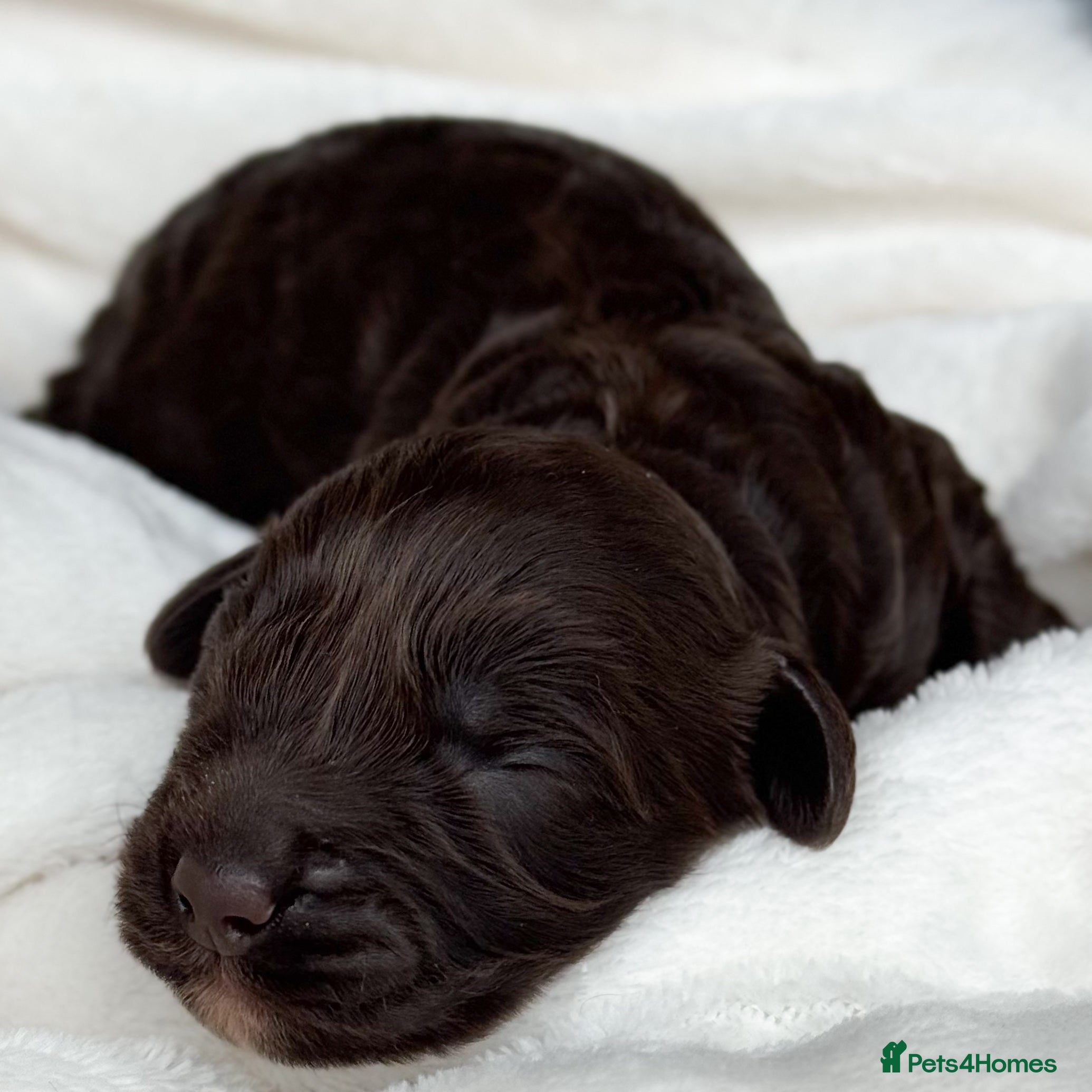 Australian Labradoodle dogs Five Australian Labradoodle puppies - Advert 5