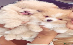 Pomeranian dogs for sale: ** ** Pomeranian  - Image 4