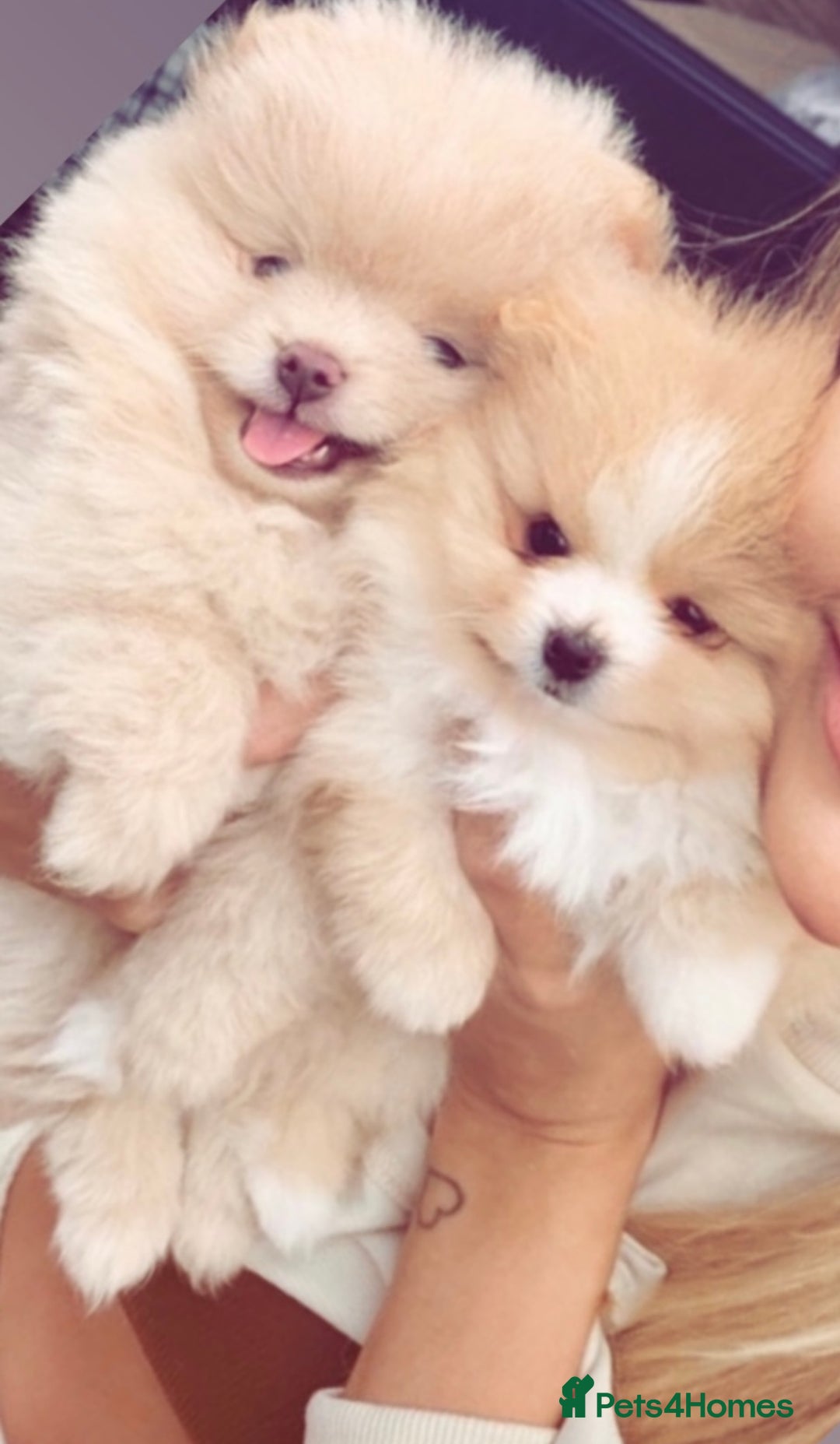 Pomeranian dogs for sale: ** ** Pomeranian  - Image 4