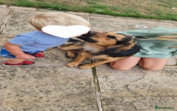 Mixed Breed dogs for sale: 10 month old  Frank, Our GSDxSpringer Spaniel - Image 7