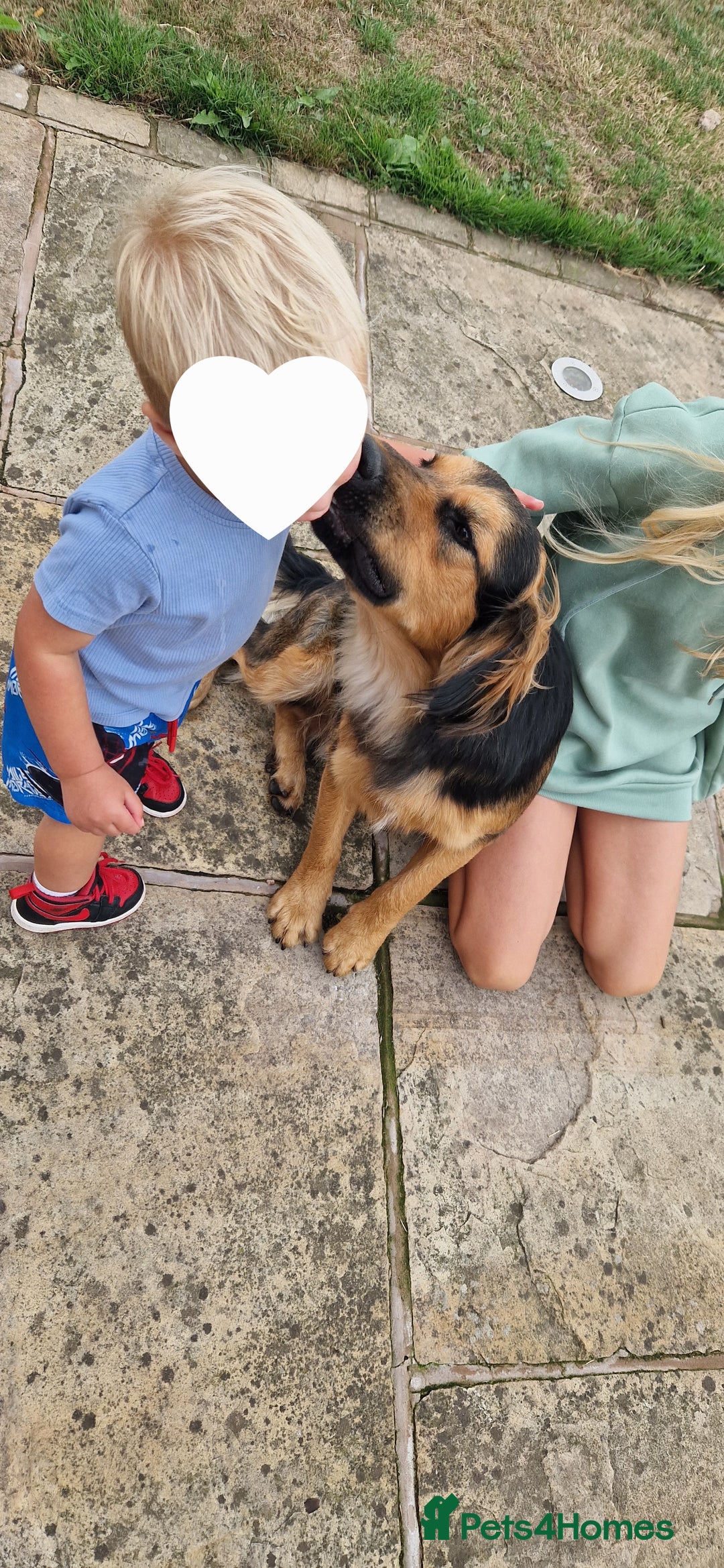 Mixed Breed dogs for sale: 10 month old  Frank, Our GSDxSpringer Spaniel - Image 7