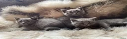 British Shorthair cats for sale: Bsh mix kittens  - Advert 7