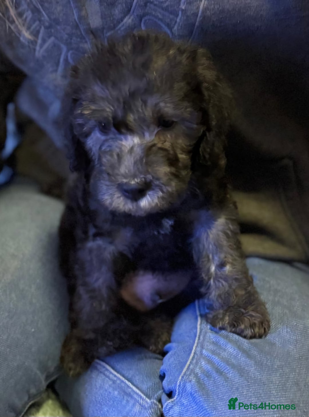 Bedlington Terrier dogs for sale: Champion Sired KC Reg Bedlington Terrier Puppies  - Advert 7