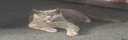 British Shorthair cats for sale: British shorthair male  - Advert 2