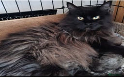 Maine Coon cats for sale: Beautiful chunky TICA reg boy for sale! - Image 4