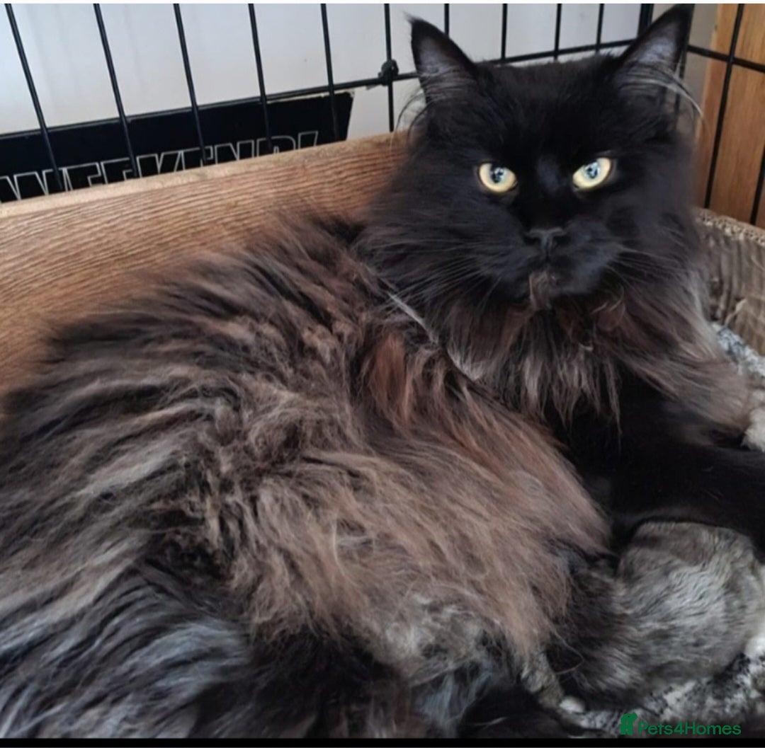 Maine Coon cats for sale: Beautiful chunky TICA reg boy for sale! - Image 4