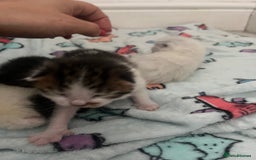 British Shorthair cats for sale: 4 stunning kittens for sale  - Image 11