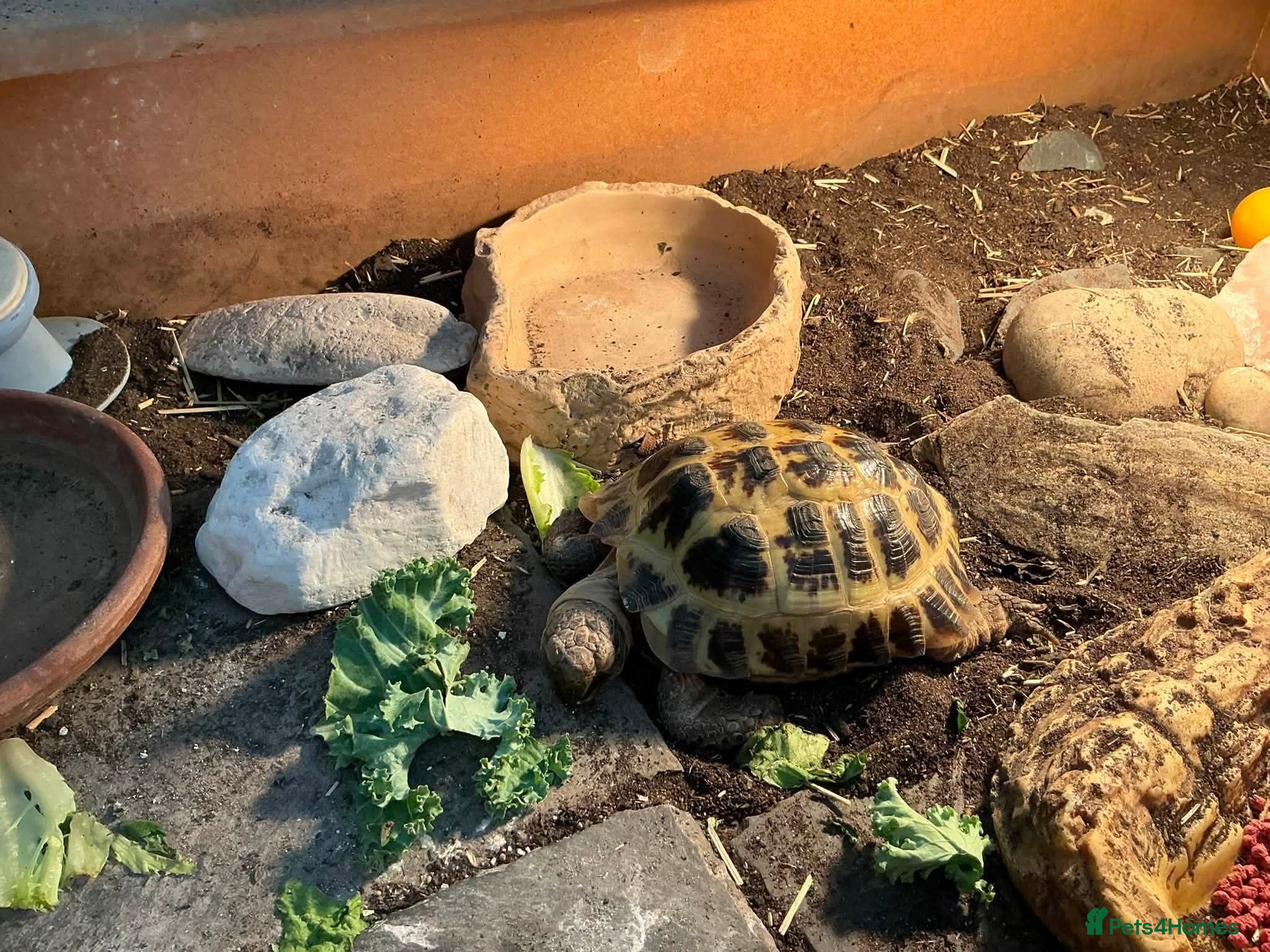 Tortoise reptiles 2x male horsefield tortoises - Advert 1