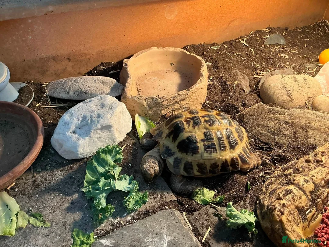 Tortoise reptiles for sale: 2x male horsefield tortoises in Woodhall Spa - Advert 1
