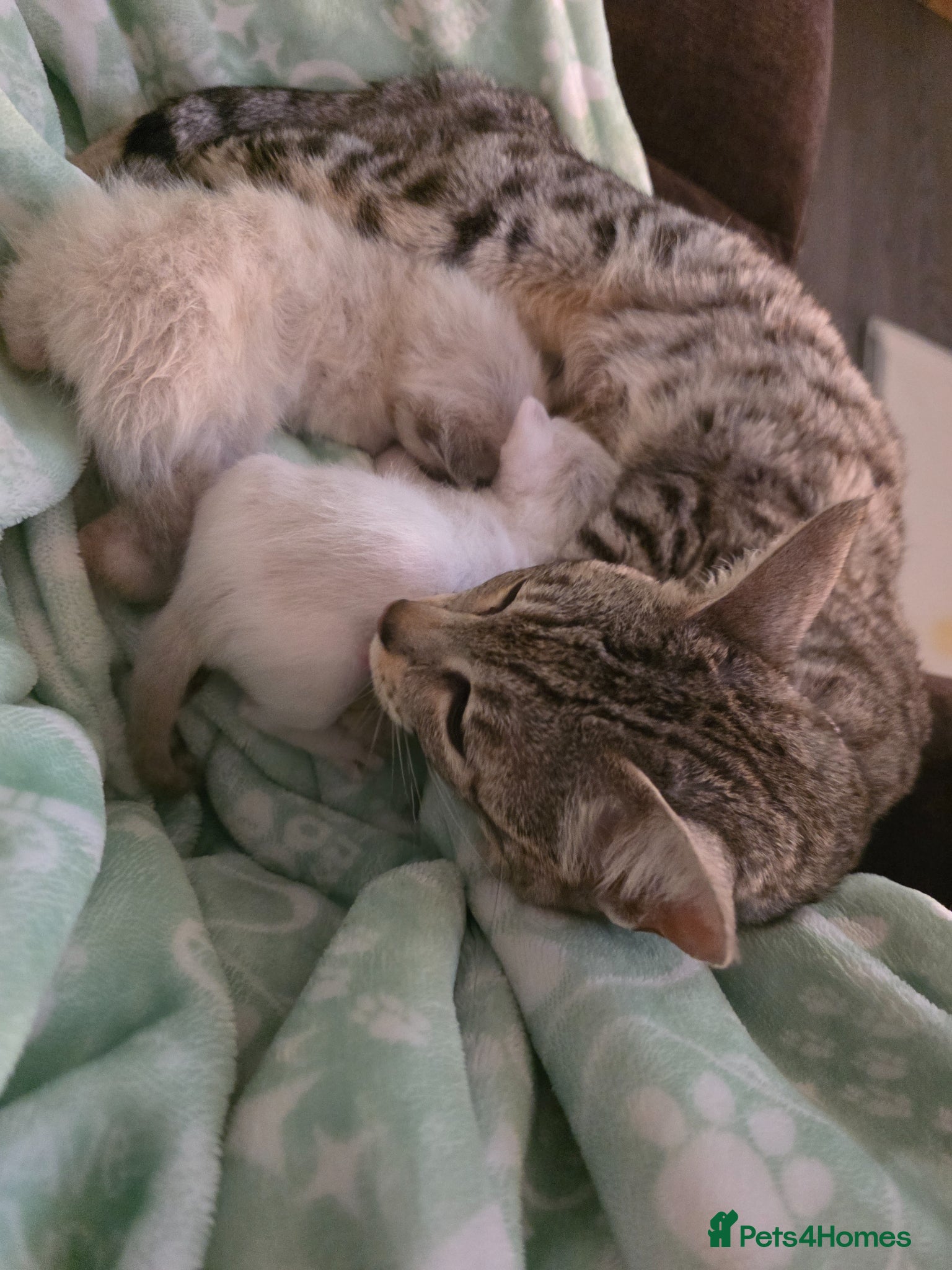 Bengal cats Beautiful bengal male - Advert 1