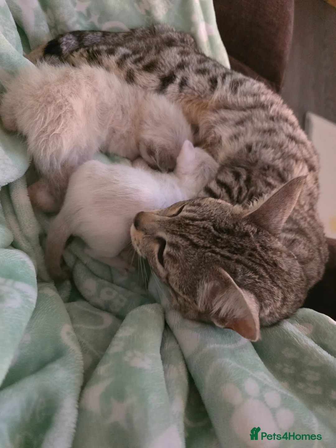 Bengal cats for sale: Beautiful bengal male - Advert 1