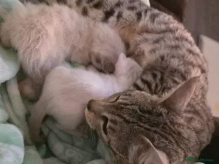 Bengal cats Beautiful bengal male - Advert 17