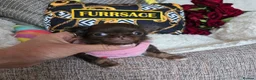 Chihuahua dogs for sale: Xx quality chocolate longcoat chihuahua puppies Xx - Advert 25