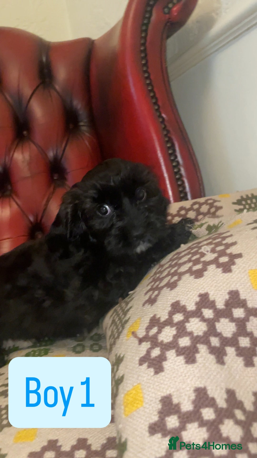 Shihpoo dogs for sale: 🐶 Beautiful Shihpoo Puppies for Sale - Advert 8