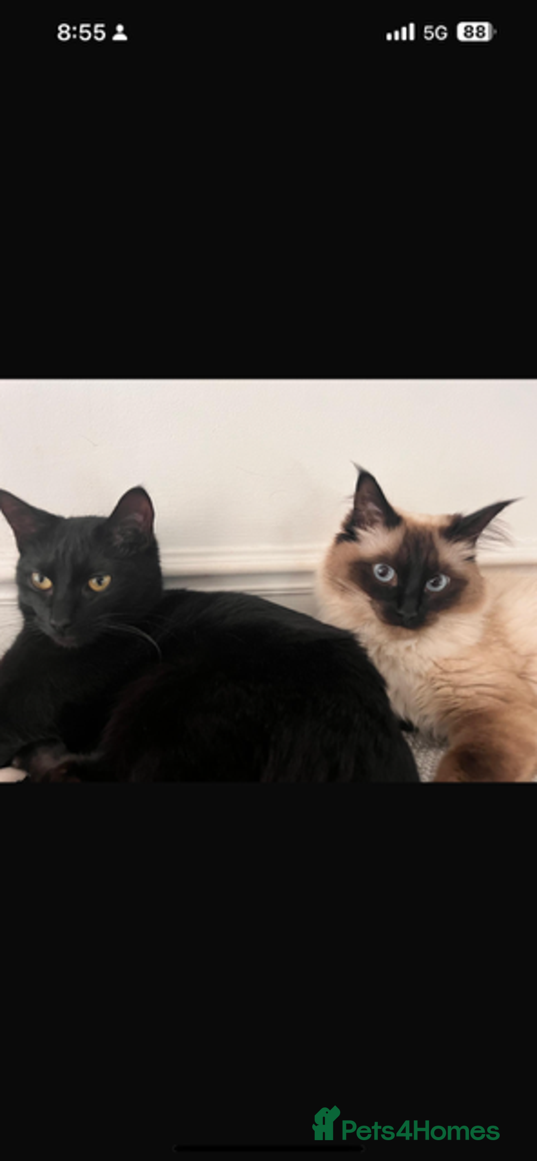 Ragdoll cats for sale: Luna and Baby - Advert 1