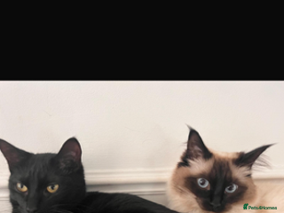Ragdoll cats - Advert 2