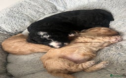 Mixed Breed dogs for sale: Ship/Cavapoo - Image 5