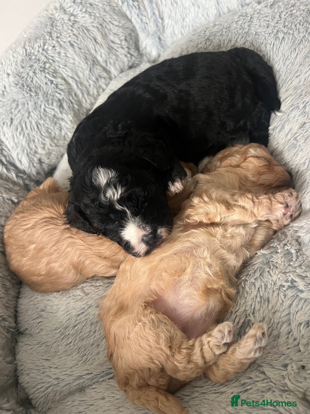 Mixed Breed dogs for sale: Ship/Cavapoo - Image 5