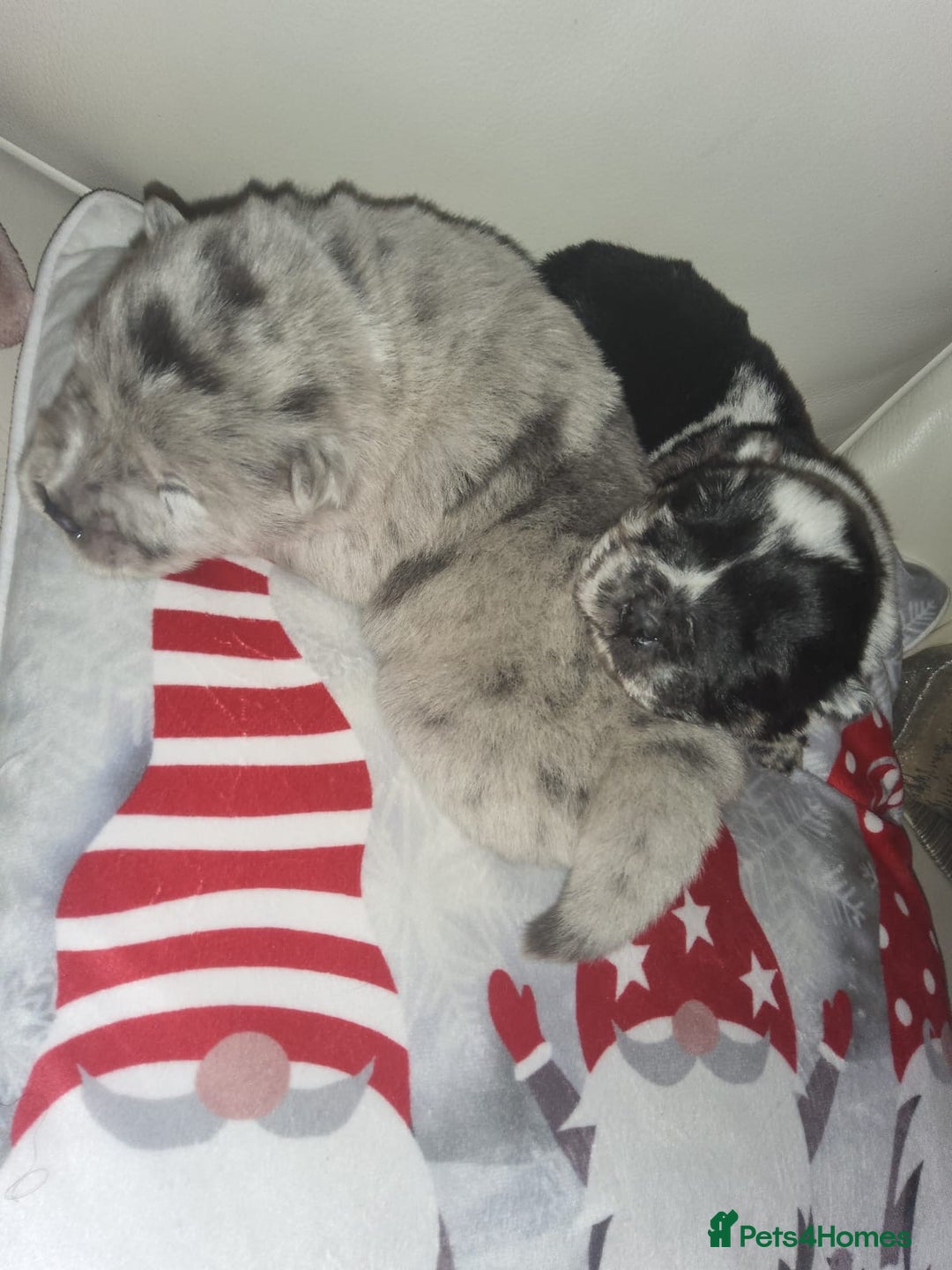 Chow Chow dogs for sale: 5 beautiful Merle rainbow chow chow puppies  - Advert 11