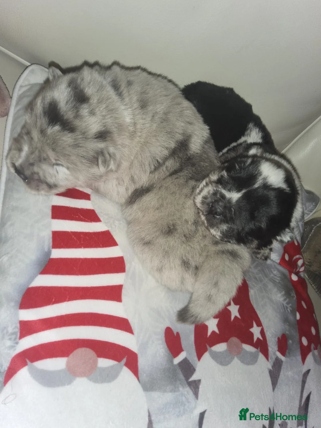 Chow Chow dogs for sale: Last lilac Merle male and female chow chow puppy - Advert 13