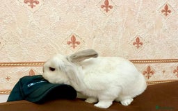 Mini Lop rabbits for sale: 2 mini lop rabbits for sale  - Image 4
