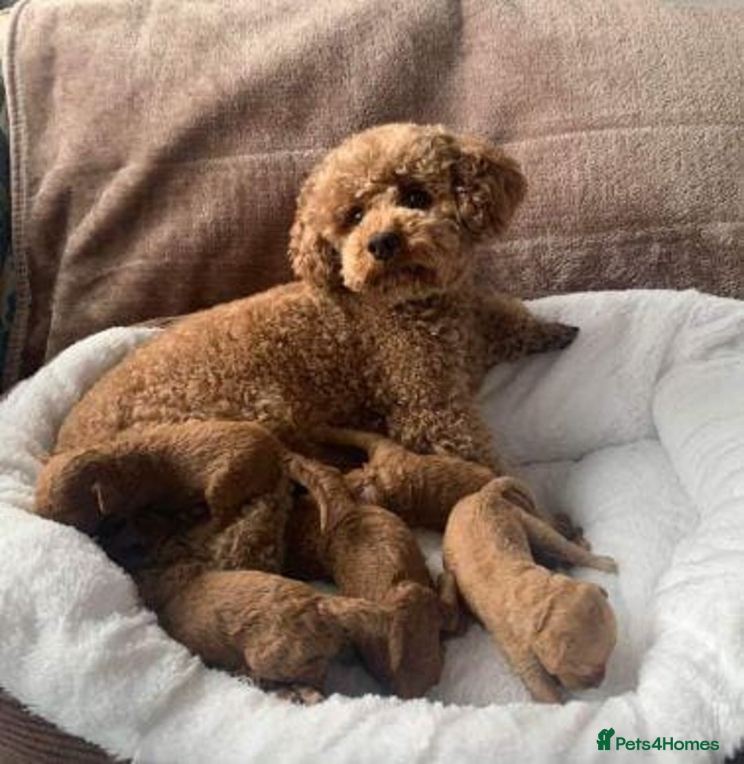 Cavapoo dogs for sale: Health checked Red cavapoo puppies - Image 8