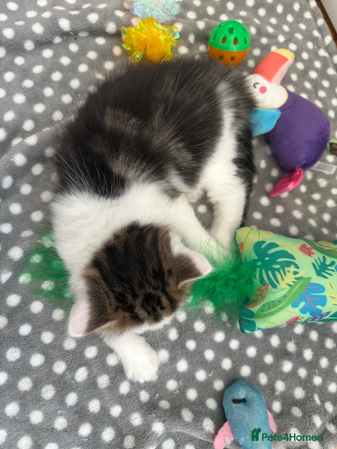 Mixed Breed cats for sale: Adorable mixed breed kittens for sale  - Image 5