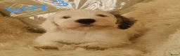 Sealyham Terrier dogs for sale: 🐕🐕 4 adorable sealyham terrier puppies 🐕🐕 - Advert 7