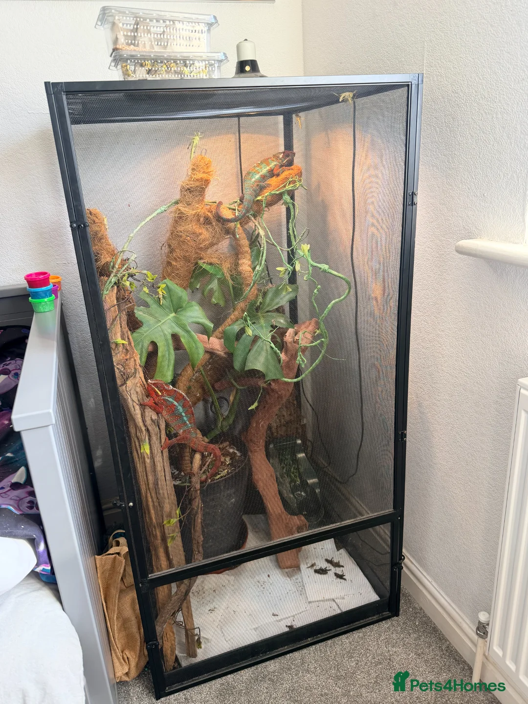 Chameleon reptiles for sale: 2 Male Panther Chameleons in Sidmouth - Advert 3
