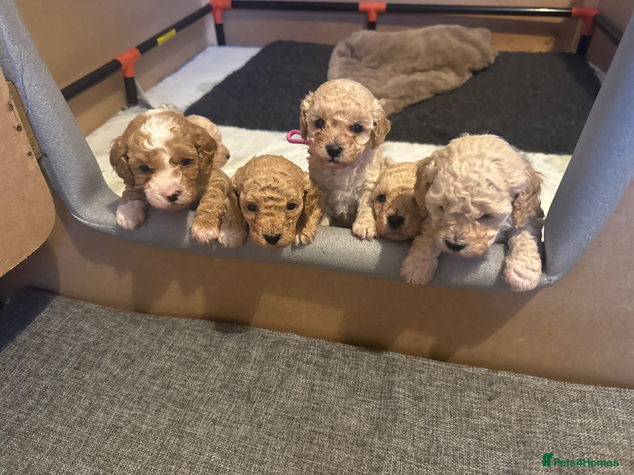 Cavapoochon dogs F1B Cavapoochon Puppies 1 boy & 1 girl left - Advert 2