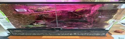 Frog reptiles for sale: Dart frogs and tank in Rugby - Advert 2
