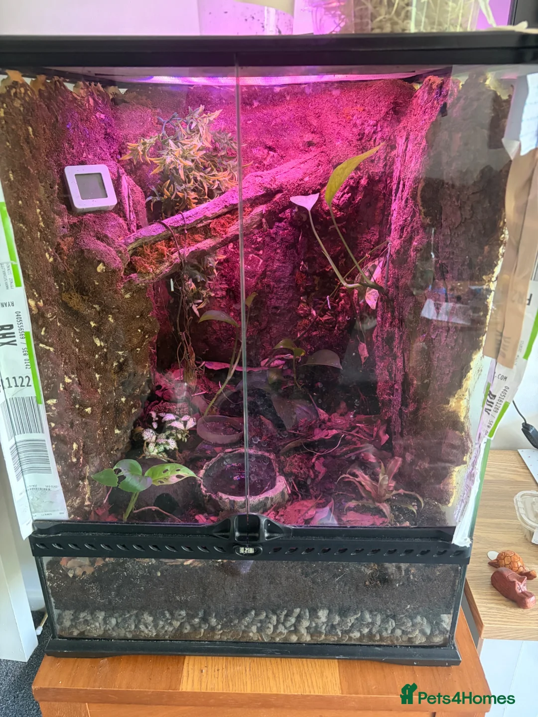 Frog reptiles for sale: Dart frogs and tank in Rugby - Advert 2