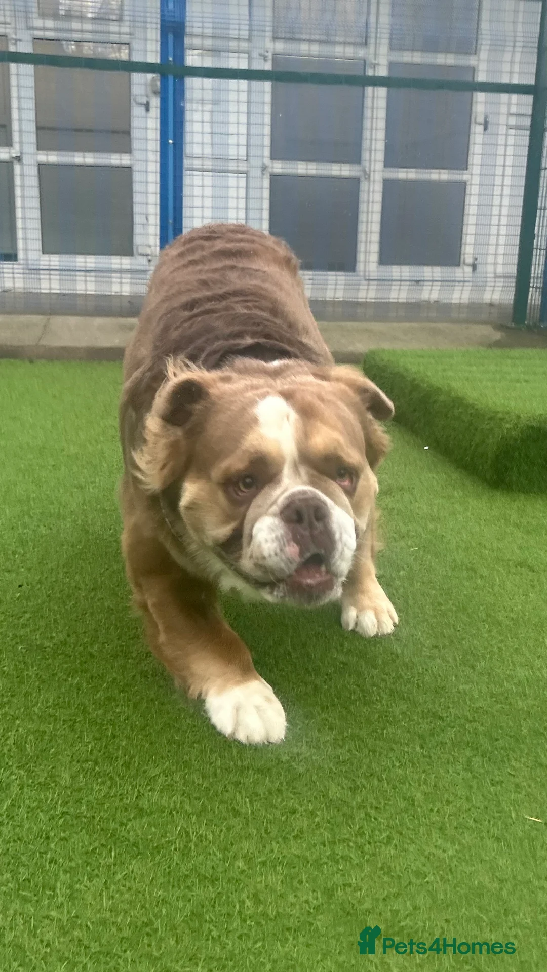 English Bulldog dogs for stud: Fluffy english bulldog for stud - Advert 3