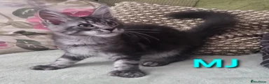 MJ