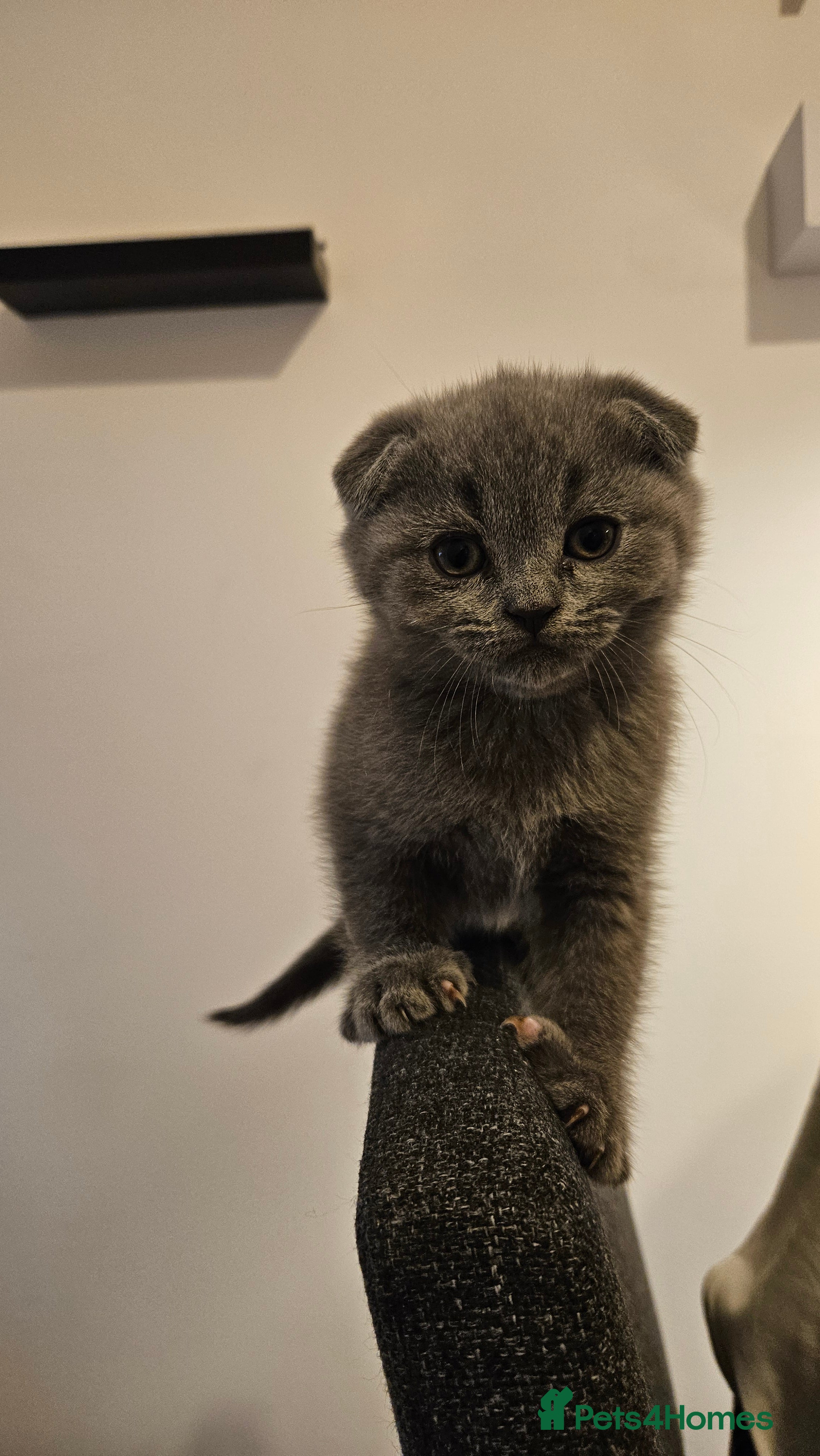 British Shorthair cats 🐱British Shorthair x Scottish Fold Kittens 👑✨️ - Advert 2