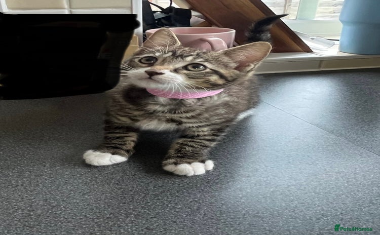 Mixed Breed cats - Advert 10