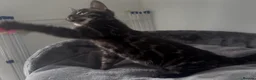 Bengal cats for sale: Exceptional kittens in silver, brown and charcoal - Advert 5