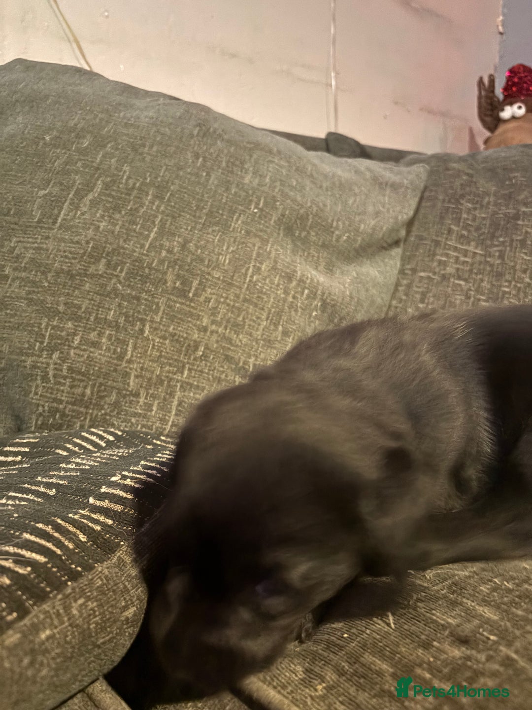 Labrador Retriever dogs for sale: Labrador girl’s ready now  - Advert 4