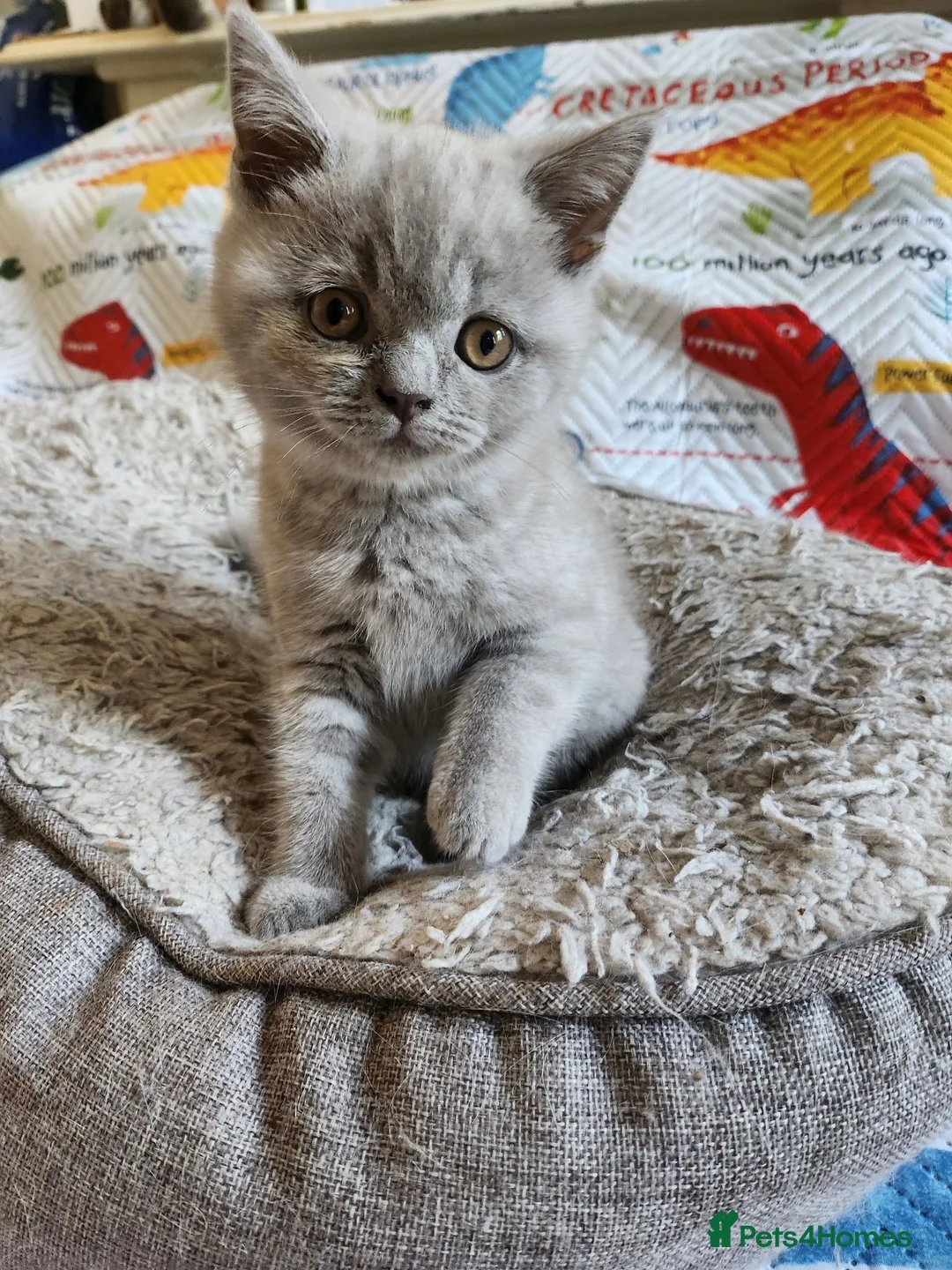 British Shorthair cats for sale: Brithis shorthair lilac girl  hurry last one - Advert 2