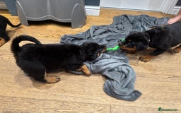 Rottweiler dogs for sale: Rottweiler chunky Puppies *READY TO LEAVE* - Image 18