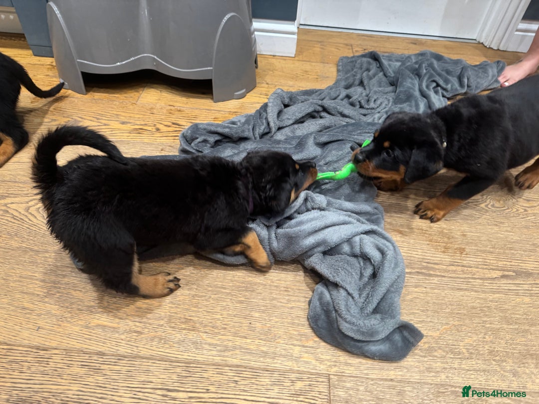 Rottweiler dogs for sale: Rottweiler chunky Puppies *READY TO LEAVE* - Image 18