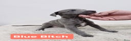 Whippet dogs for sale: KC Reg Whippet Puppies for sale  - Advert 13