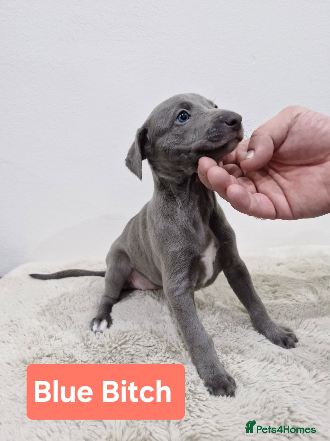 Whippet dogs for sale: KC Reg Whippet Puppies for sale  - Advert 13