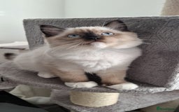 Ragdoll cats for sale: LAST ONE - female seal point mitted Ragdoll kitten - Image 11
