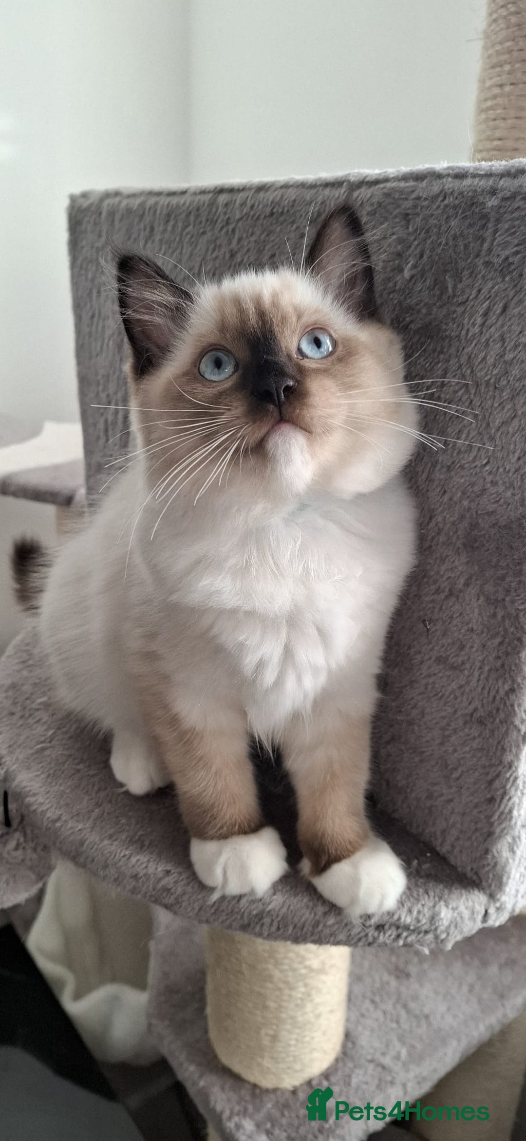 Ragdoll cats for sale: LAST ONE - female seal point mitted Ragdoll kitten - Image 11