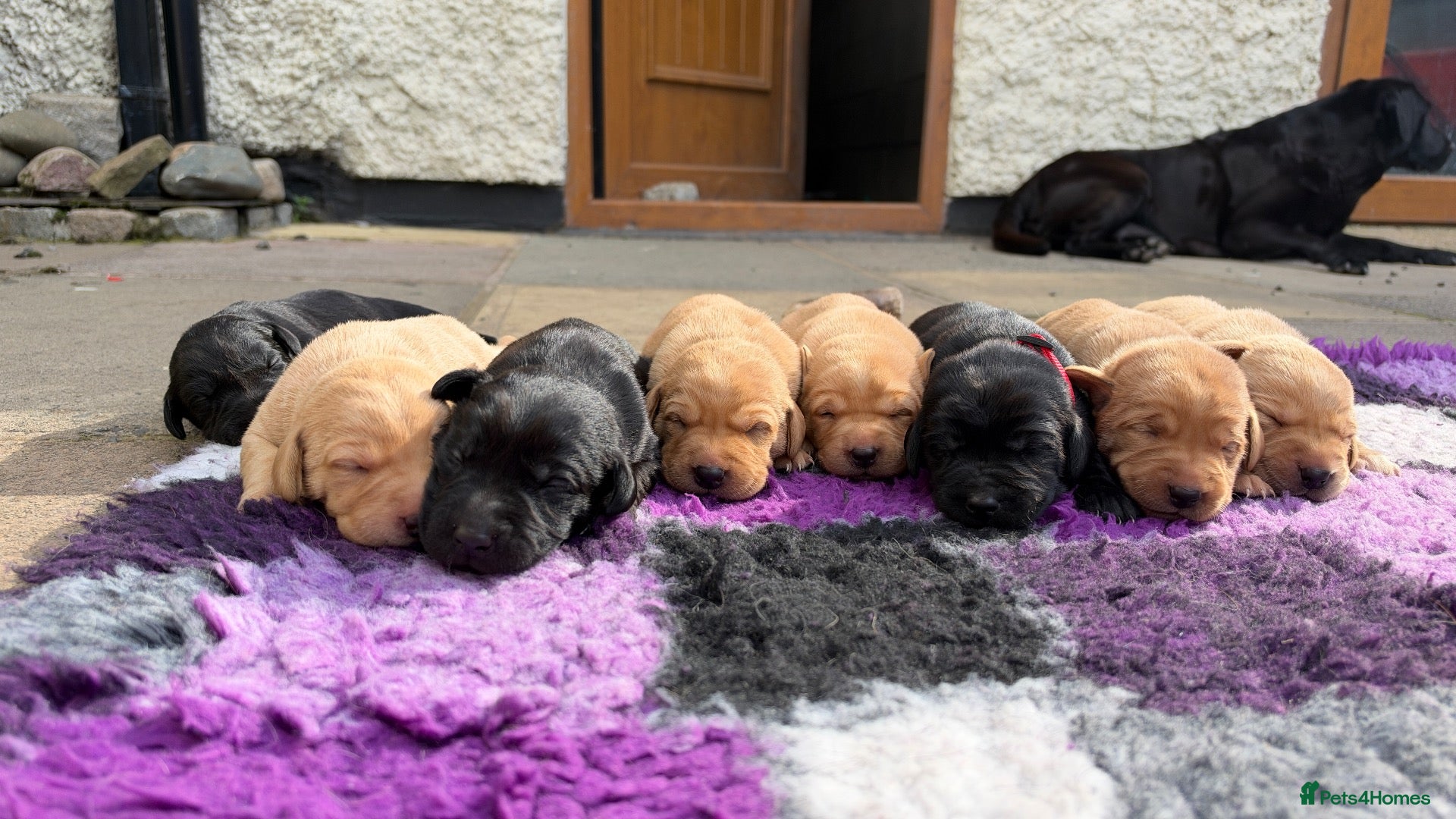 Labrador Retriever dogs Labrador puppies for sale  - Advert 17